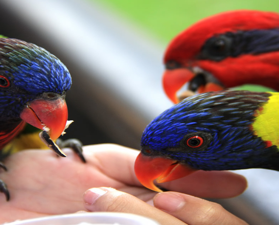 حديقة الطيور في جزيرة بينانج 
